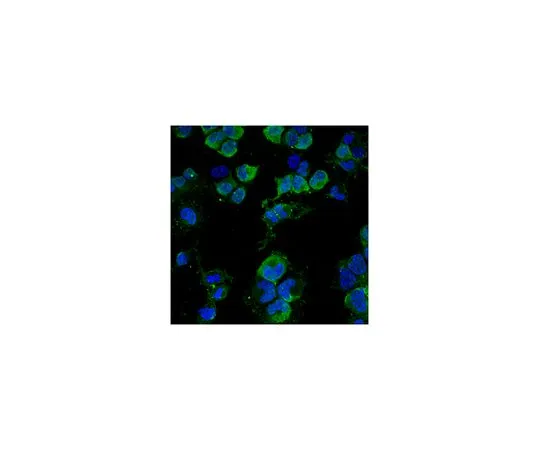 62-8497-76　抗NG2,克隆132.39, AlexaFluorR488共轭;100μL　MAB5384A4