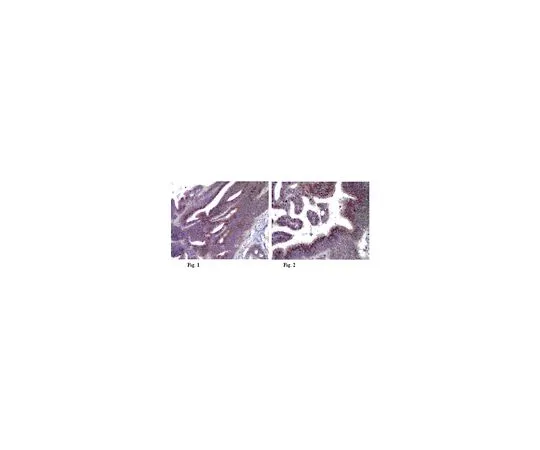 62-8501-09　抗LAMP-3,克隆16H11.2;100μg　MABC44