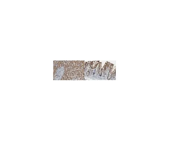 62-8504-02　抗NRF2抗体，克隆6H11.1　MABC1556