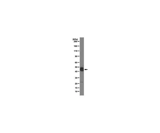 62-8505-25　抗SRp55,克隆9-1-56;100μg　MABE152