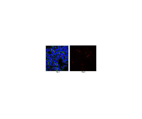 62-8495-23　抗8-Oxoguanine,克隆483.15抗体 (无腹水)　MAB3560-C