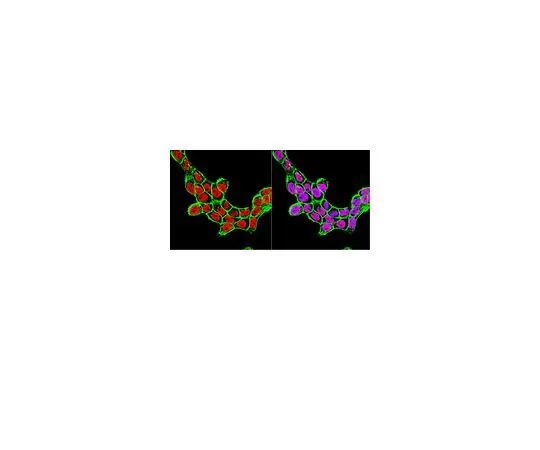 62-8496-65　抗SRF [血清反应因子] ，克隆1E;100μg　MAB4369