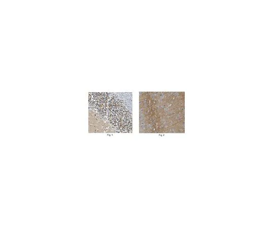 62-8519-39　抗NEGR1,克隆4H2.1　MABN736