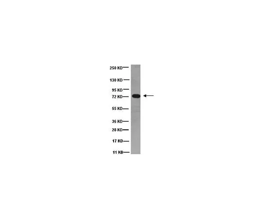 62-8491-51　抗Dynein, 74 kDa中间链，细胞质，克隆74.1;100μg　MAB1618