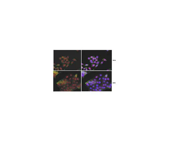 62-8501-76　抗Yes相关蛋白 (YAP1) ，克隆4D1.1;100μg　MABC203