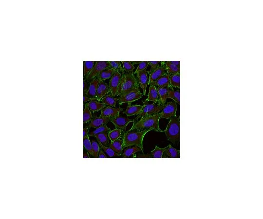 62-8491-53　抗Dynein, IC,细胞溶质抗体，克隆74.1, Alexa Fluor (R) 555共轭　MAB1618-AF555