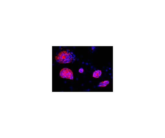 62-8496-29　抗SSEA1,克隆MC-480,Cy3共轭;100μL　MAB4301C3