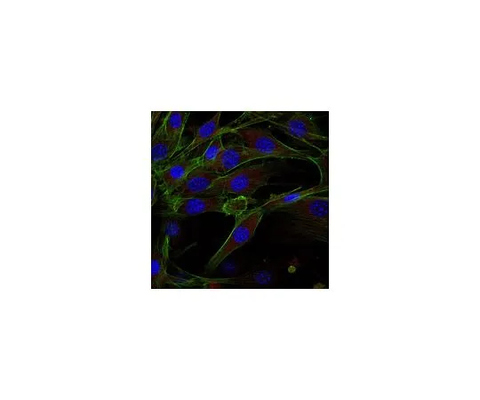 62-8492-78　抗整合素β1抗体，克隆MB1.2抗体，Alexa Fluor (R) 647共轭　MAB1997-AF647