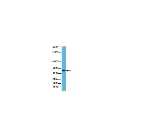 62-8488-86　抗生长相关蛋白43,克隆9-1E12;50μg　MAB347