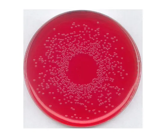 61-0198-70　微生物学的BPLS琼脂培养基 (改良法) (改良法BrilliantGreen-PhenolRed-Lactose-SucroseAgar Medium) 110747 500G　1.10747.0500