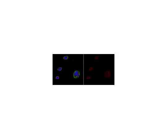 62-8488-89　抗APPA4抗体，a.a。APP{NT}的66-81,克隆22C11, Alexa Fluor (R) 555　MAB348-AF555
