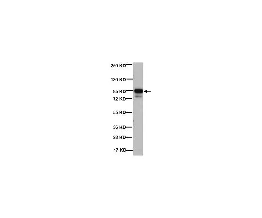 62-8491-44　抗突触后密度蛋白95,克隆7E3-1B8;100μg　MAB1598