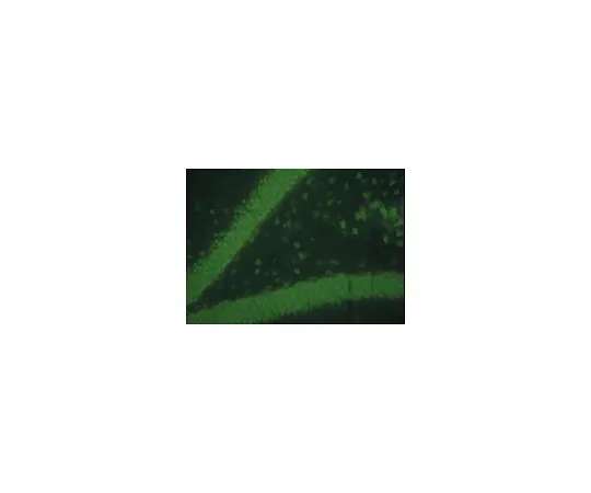 62-8476-72　驴抗小鼠IgG, FITC共轭，物种吸附:H, R, B,公式，Gt, Sh, Rb, Ch, Gp;500μg　AP192F
