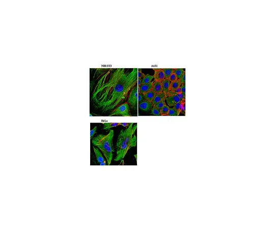 62-8493-89　抗Zyxin,克隆14E11.1;100μg　MAB2610