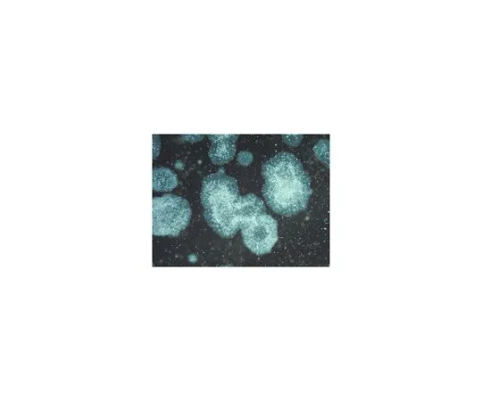 62-8480-43　PluriSTEM-XF (TM) 重组维甲素　CC130