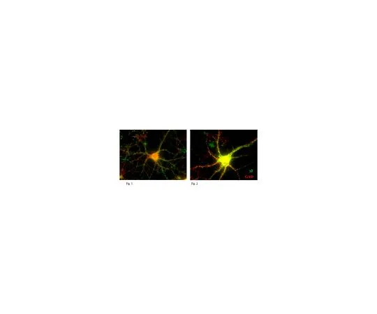 62-8517-13　抗GABA (A) 受体亚基γ-2,克隆10F10-C1-B8　MABN263