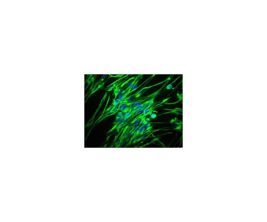 62-8488-99　Anti-Nestin,克隆rat-401, Alexa Fluor (R) 488共轭　MAB353A4
