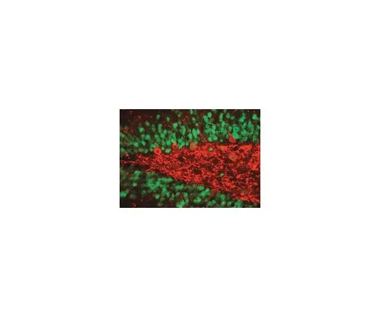 62-8489-17　抗NeuN,克隆A60;500μg　MAB377
