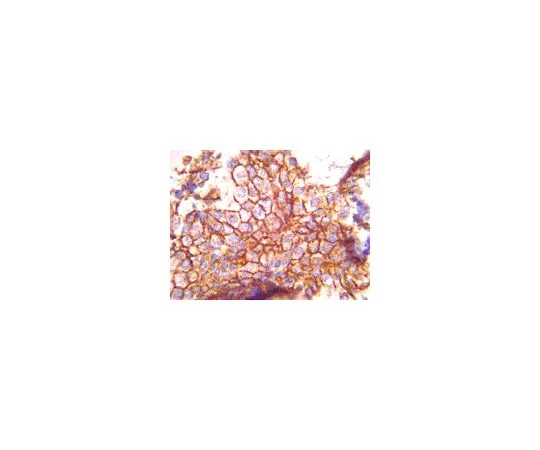 62-8493-95　抗EMMPRIN,克隆1S9-2A;100μg　MAB2623