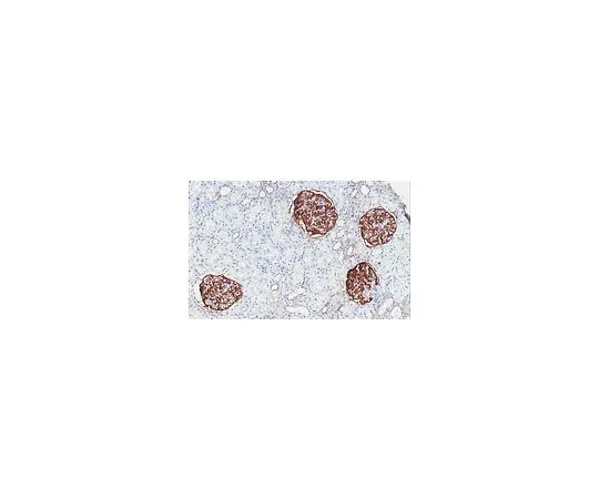 62-8524-15　抗GLEP1/PTPRO抗体，克隆5C11　MABS1221