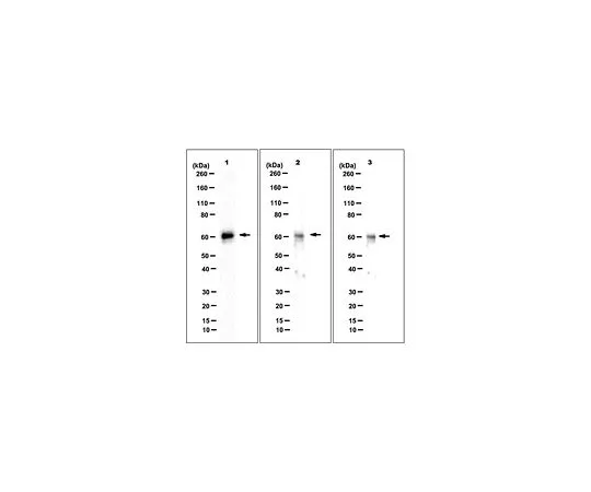 62-8507-54　反伊卡罗斯，克隆伊克14　MABE913