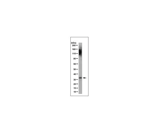 62-8516-86　抗PITX3抗体，克隆12G4.1　MABN128