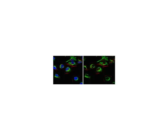 62-8500-18　抗Caspase-8 (活性形式p18亚基) ，克隆2B12.1;200μg　MAB10754
