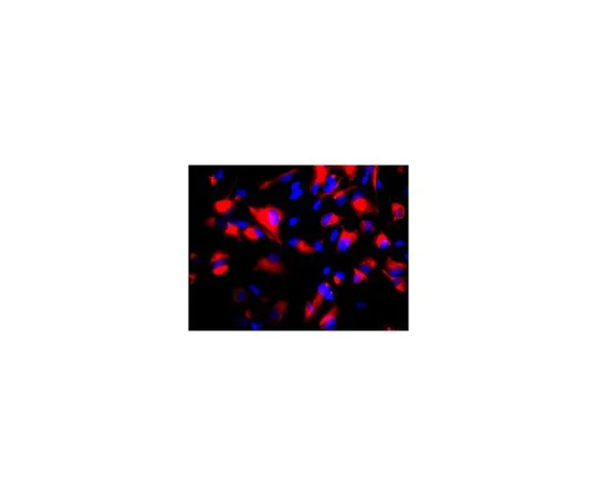 62-8497-60　抗巢蛋白，克隆10C2,Cy3共轭;100μL　MAB5326C3