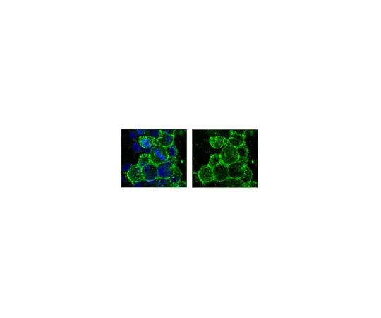 62-8488-84　抗O4,克隆81 (在文献中也称为mAB O4);50μg　MAB345