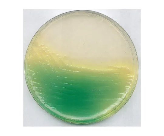 61-0205-83　KING Agar B基础培养基 (Dansk标准) 用于微生物学110991 500G　1.10991.0500