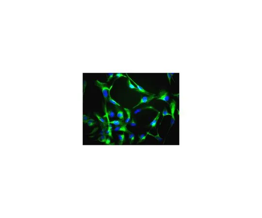 62-8497-58　抗Nestin,克隆10C2, Alexa FluorR 488共轭;100μL　MAB5326A4