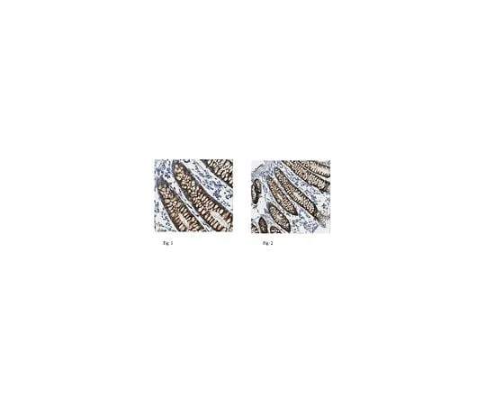 62-8526-41　抗Muc4,克隆8G7　MABT395