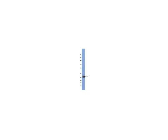 62-8498-50　髓鞘少突胶质细胞糖蛋白 (MOG);100μg　MAB5680