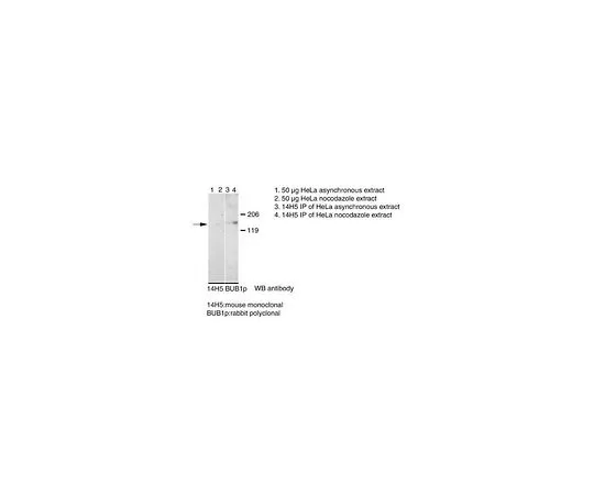 62-8495-35　抗Bub1,克隆14H5;100μg　MAB3610