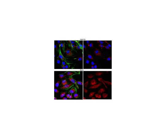 62-8472-51　抗HAX-1;100μg　ABT65