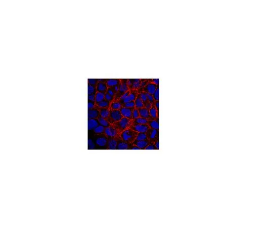 62-8496-15　抗BCRP1,克隆5D3;100μg　MAB4155