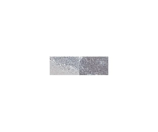 62-8521-13　抗β-IV谱抗体，克隆N393/76　MABN1727