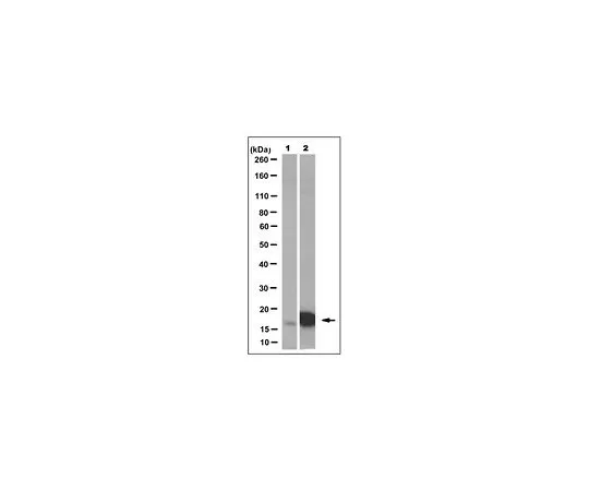 62-8519-86　抗SOD1 (ALS突变体) ，克隆MS785　MABN834