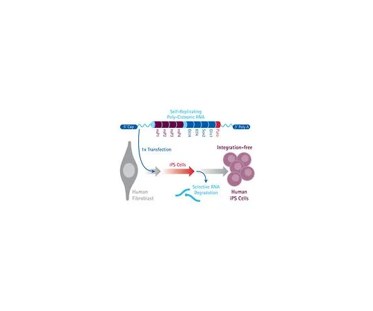 62-8533-02　Simplicon (TM) 重编程RNA　SCR549