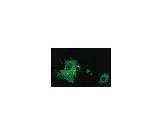 62-8489-72　抗副流感1号，克隆251/12A;100μL　MAB834-1