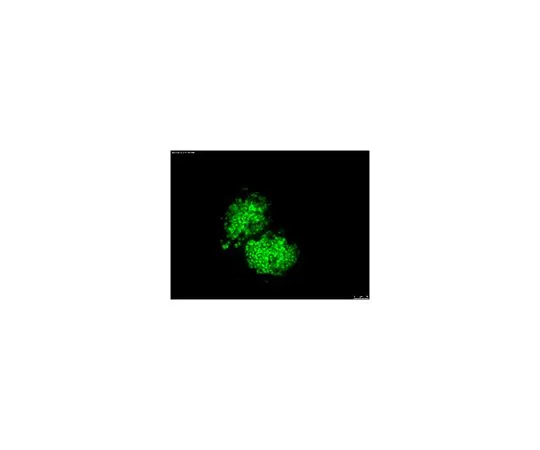 62-8496-89　抗OCT-4 [POU5F1] ，克隆7F9.2, Alexa Fluor (R) 488共轭　MAB4419A4