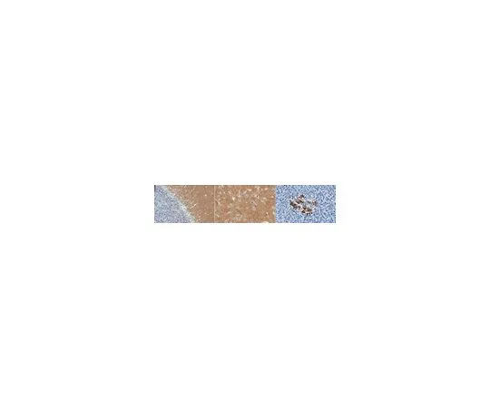 62-8520-74　抗突触素抗体，克隆10F6.1　MABN1193