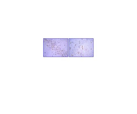 62-8489-38　抗谷氨酸受体2,细胞外，克隆6C4;100μg　MAB397