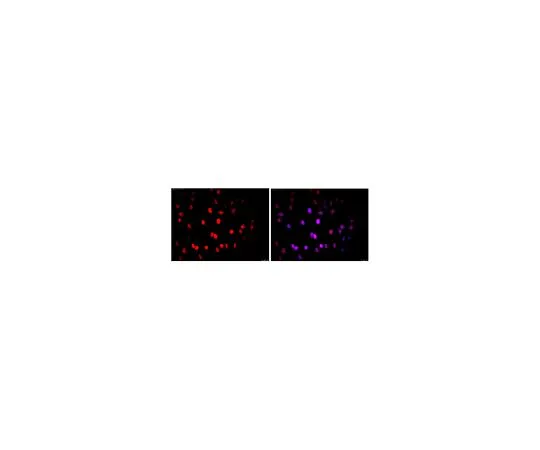 62-8490-74　反核，克隆235-1,Cy3共轭　MAB1281C3