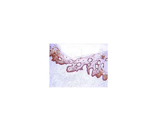62-8494-56　抗细胞角蛋白19,克隆RCK108;100μg　MAB3238
