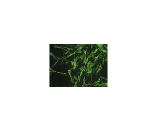 62-8494-30　抗连接蛋白45,克隆8A11.2 (无腹水)　MAB3100-C
