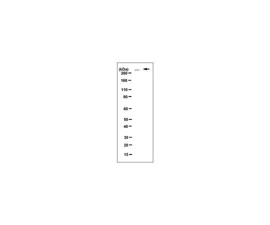 62-8525-74　Anti-Aggrecan (全长) ，克隆4D7.1　MABT153