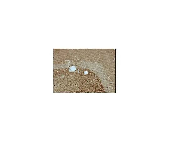 62-8488-62　抗CNPase,克隆11-5B;100μg　MAB326