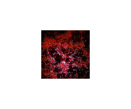 62-8532-82　人iPSC神经祖试剂盒　SCR131