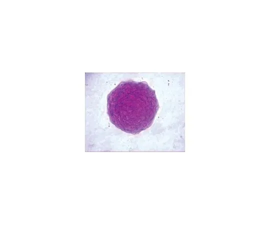 62-8532-43　ES细胞表征试剂盒;100次检测　SCR001